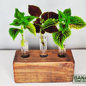 Plant Propagation Station Three Tubes | Handmade | Wood | Glass Tubes | Custom | Plant Cuttings | Propagation Wall | Custom Wood Work