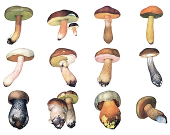 Printable set of 13 mushrooms | Digital download | Instantly printable posters | Mushrooms posters | Mushrooms print set | Boletus