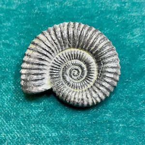 Ammonite, or is it, Brooch