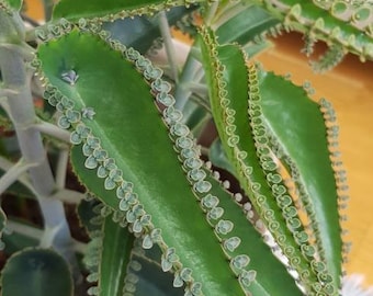 Kalanchoe daigremontiana  Mother of Thousands plugs Devil's Backbone  Mexican Hat Plant