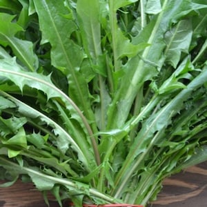 Fresh organic Dandelion leaves