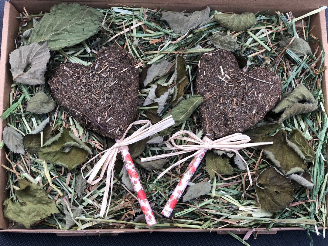 Blackberry and Thyme Pops. for Rabbits Guinea Pigs Etsy