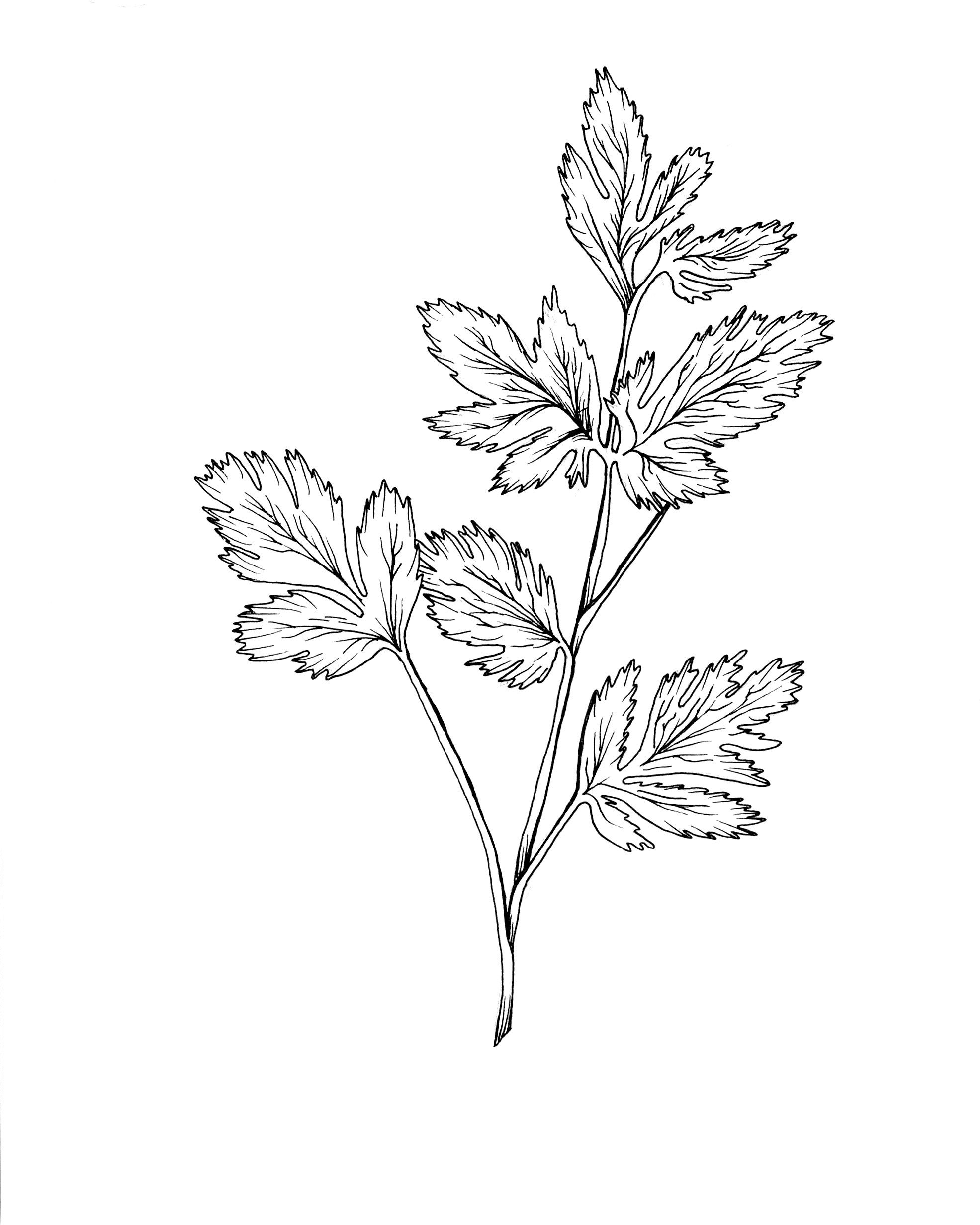 Herb Coriander Prints Botanical Kitchen Sketch Art Plant Etsy