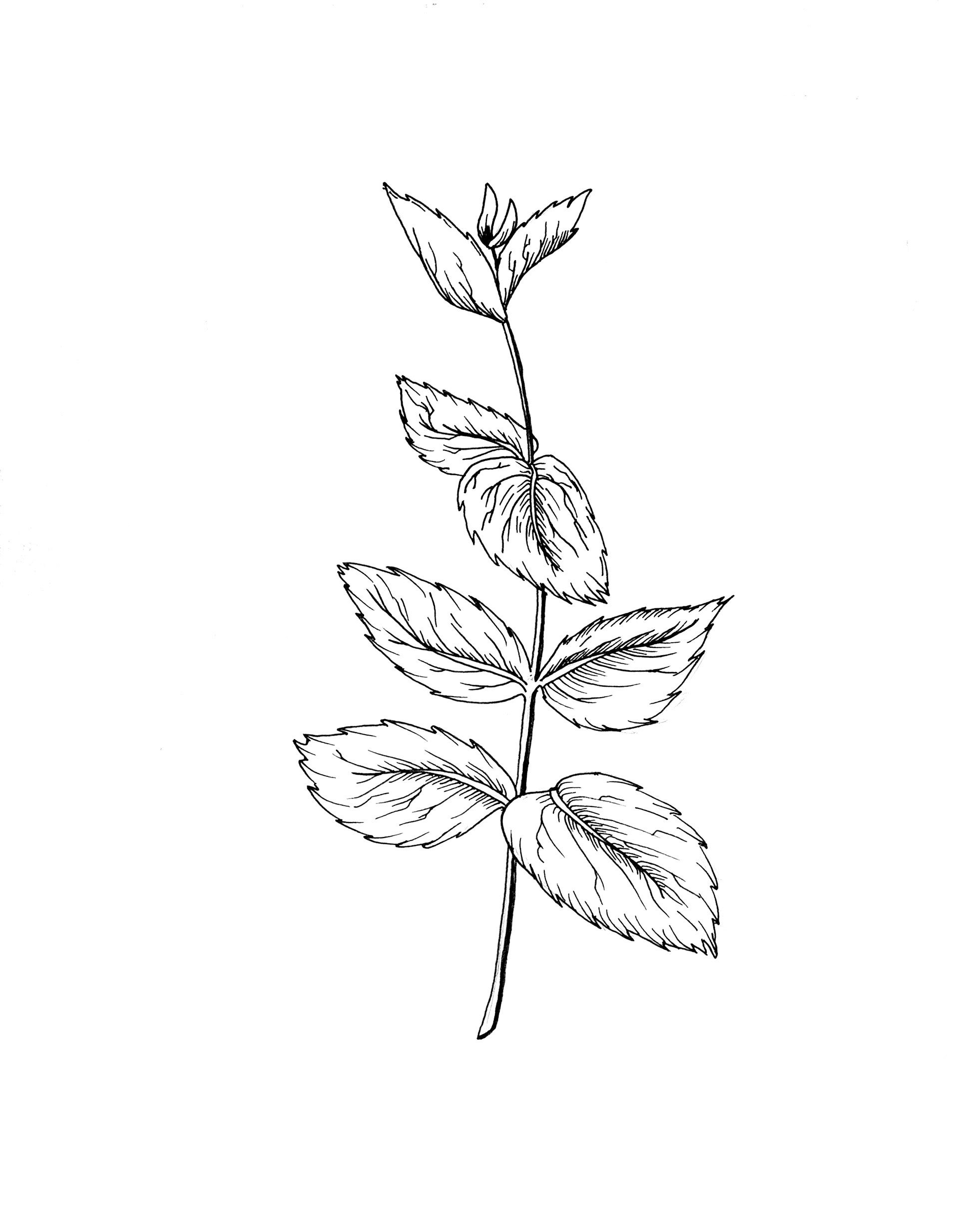 Herb Mint Prints Botanical Kitchen Sketch Art Plant (Instant Download