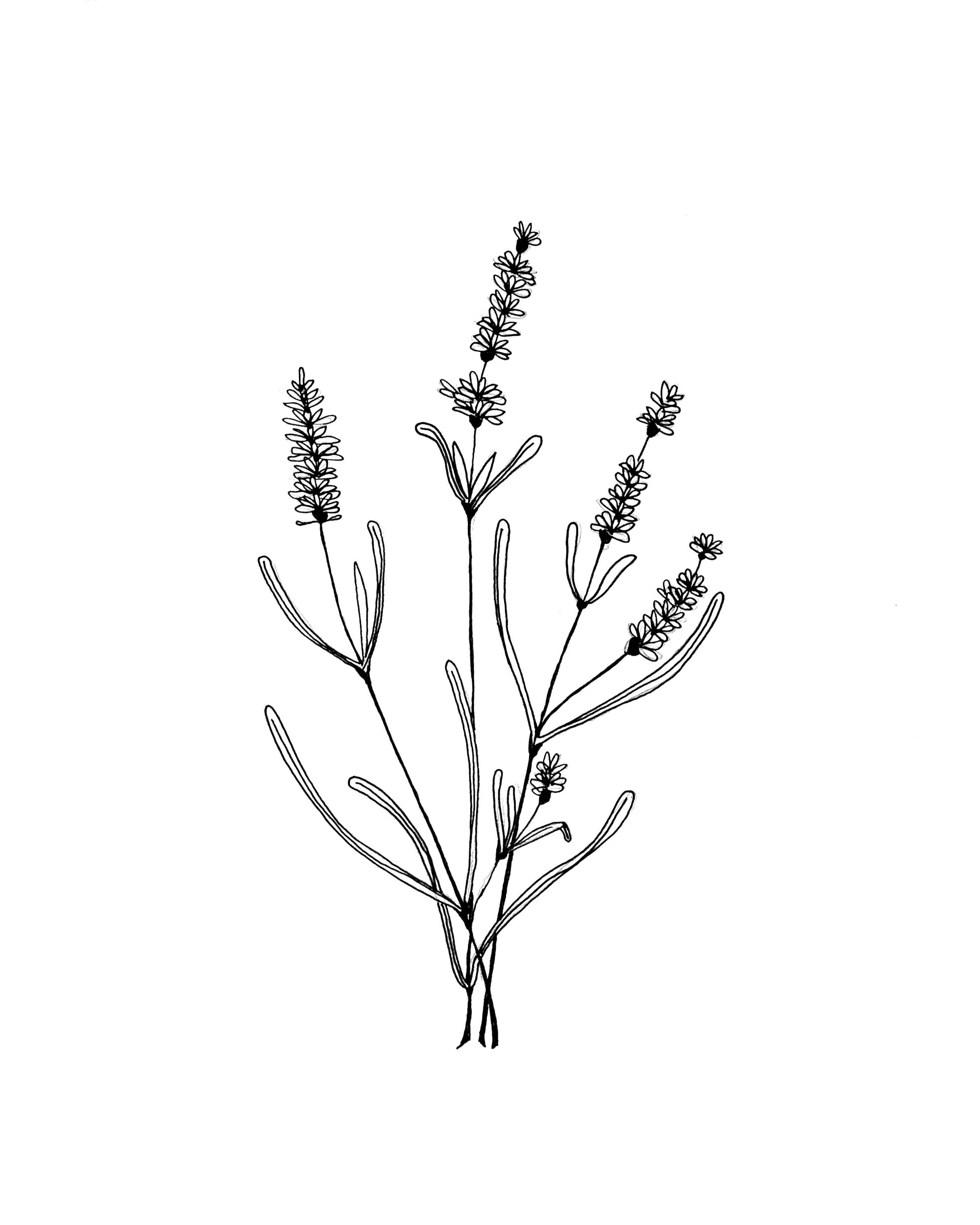 Lavender garden Black and White Stock Photos  Images  Alamy