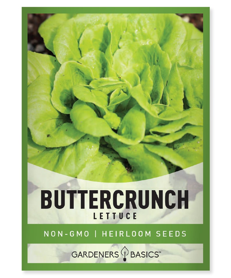 Buttercrunch Lettuce Seeds for Planting Butterhead Boston Etsy