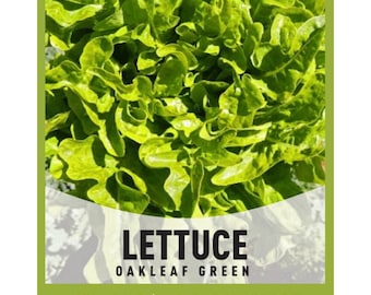 May include: Close-up of a bunch of green oakleaf lettuce. The lettuce is fresh and has a light green color. The text on the image reads "Lettuce Oakleaf Green Non-GMO | Heirloom Seeds Gardeners Basics".