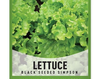Green Leaf Lettuce Seeds For Planting - Black Seeded Simpson Variety - Heirloom, Non-GMO Lettuce Seeds For Spring, Summer, Fall Gardening