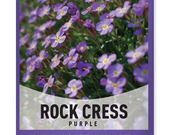 May include: Purple Rock Cress flower seeds. Non-GMO heirloom seeds. Gardeners Basics logo.