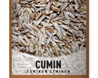 Cumin Seeds For Planting - Heirloom, Non-GMO Cuminum Cyminum Herb Variety - Herb Seeds Great For Indoor and Outdoor Gardens