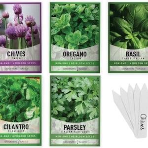 Culinary Herb Seeds For Planting 5 Heirloom Seed Packets Including Basil, Cilantro, Chive, Oregano, and Parsley Good for Kitchen Herb Garden