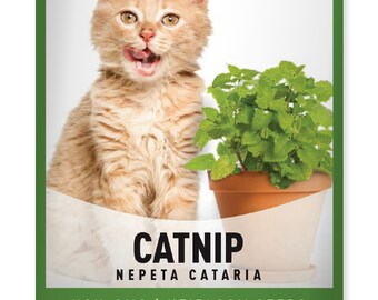 Catnip Seeds For Planting - Heirloom, Non-GMO Nepeta Cataria Variety Herb Seeds, Great For Indoor and Outdoor Garden