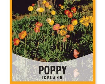 May include: A packet of Iceland Poppy seeds. The packet features a photo of a field of orange, yellow, and red poppies. The text on the packet reads "Poppy Iceland Non-GMO | Heirloom Seeds Gardeners Basics".