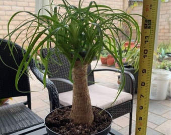 Ponytail palm in pot with pot | Easy beginner plant | Rooted plants | Perfect plant gift
