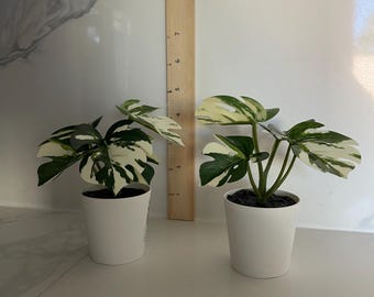 Variegated Monstera deliciosa (fake plant) 2 for 10 dollars; perfect gift; desk plant