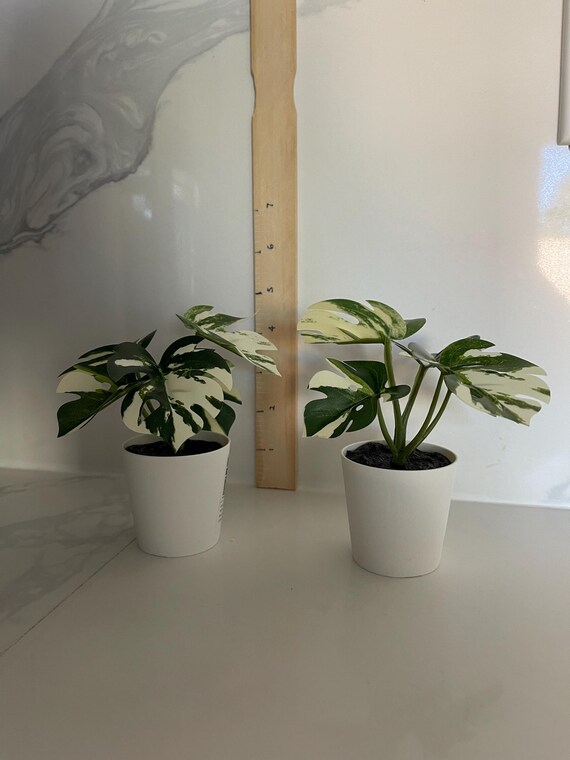 Variegated Monstera deliciosa (fake plant) 2 for 10 dollars; perfect gift; desk plant