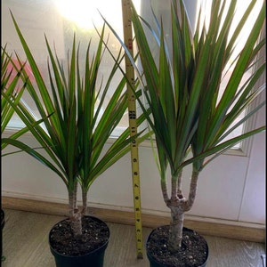 Dragon Tree Plant with Pot: Easy Beginner Indoor Plant