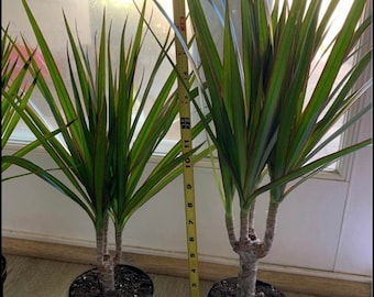 Dragon Tree Plant with Pot | Easy beginner plant | Perfect plant gift | Indoor plant
