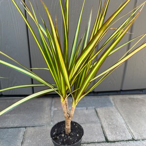 Dragon Tree (light green) with pot | Easy beginner plant | Perfect plant gift | Gift for plant lovers