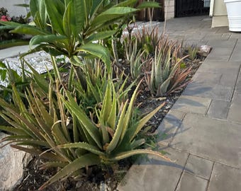 Aloe Vera Barbadensis Miller Plant Edible Ayurvedic Sweet Gel Skin Hair  Beauty Care - Etsy