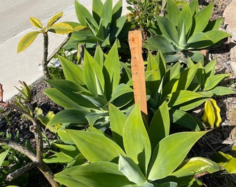 Foxtail Agave Plant (12 in) | Easy Beginner Outdoor Plant