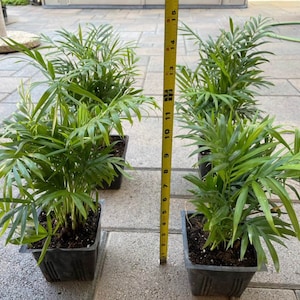 Parlor Palm with pot | Easy beginner plant | Indoor plant | Rooted plants | Perfect plant gift