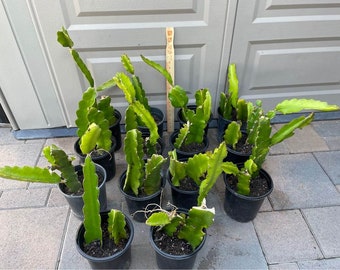 Drakenfruitplant | Vietnamese witte variëteit, stengels met wortels