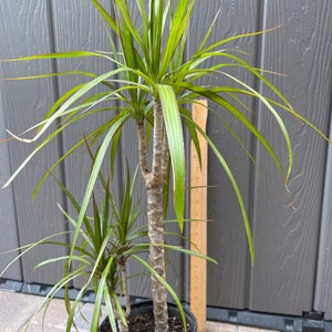 Dragon Tree (2 plants with pot!) (approx 25 inch in height) | Easy beginner plant | Rooted plants | Perfect plant gift