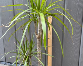 Dragon Tree (2 plants with pot!) (approx 25 inch in height) | Easy beginner plant | Rooted plants | Perfect plant gift