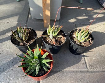 Cactus Plants | Beginner friendly plant | Plant Gift | Office Plant (2 for 20)