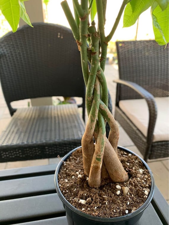 vanilla plant indoor Vanilla Orchid