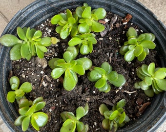 Baby Jade Plant Succulent: Beginner Friendly Rooted Plant