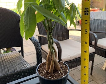 Geldboom met pot | Beginnersvriendelijke plant | Gewortelde planten | Kamerplant | Perfect plantencadeau