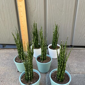 Planta de serpiente lanza africana (aproximadamente 7 pulgadas) / Con maceta / Plantas enraizadas / Planta fácil para principiantes / Planta de interior