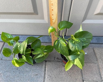 Pothos | | Beginner friendly plant | Indoor plant