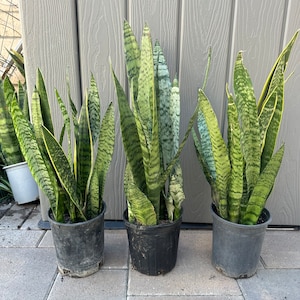Snake plants (30 inch) | Easy beginner plant | Rooted plants | Perfect plant gift | Indoor or Outdoor plant
