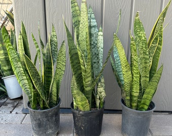 Slangenplanten | Makkelijke beginnersplant | Gewortelde planten | Perfect plantencadeau | Binnen- of buitenplant