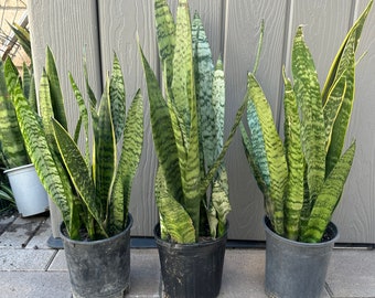 Snake plants (30 inch) | Easy beginner plant | Rooted plants | Perfect plant gift | Indoor or Outdoor plant