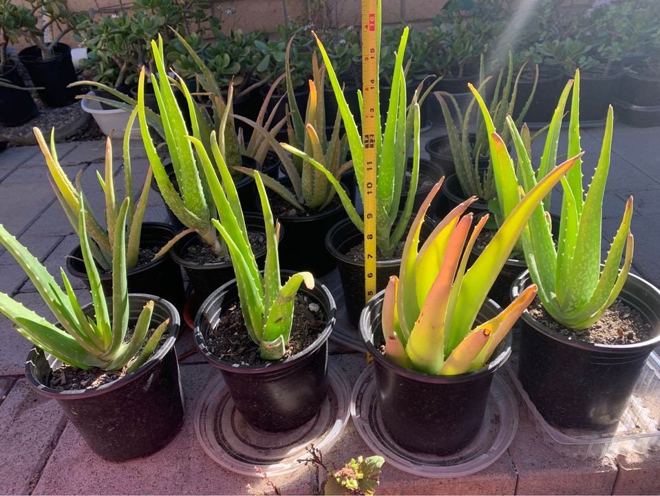 Aloe Vera Plants | Beginner friendly plant | Rooted plants | Great for skin