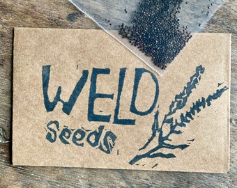 Weld Seeds, 300+ seeds, Reseda luteola, Dye Plant, Organically Grown