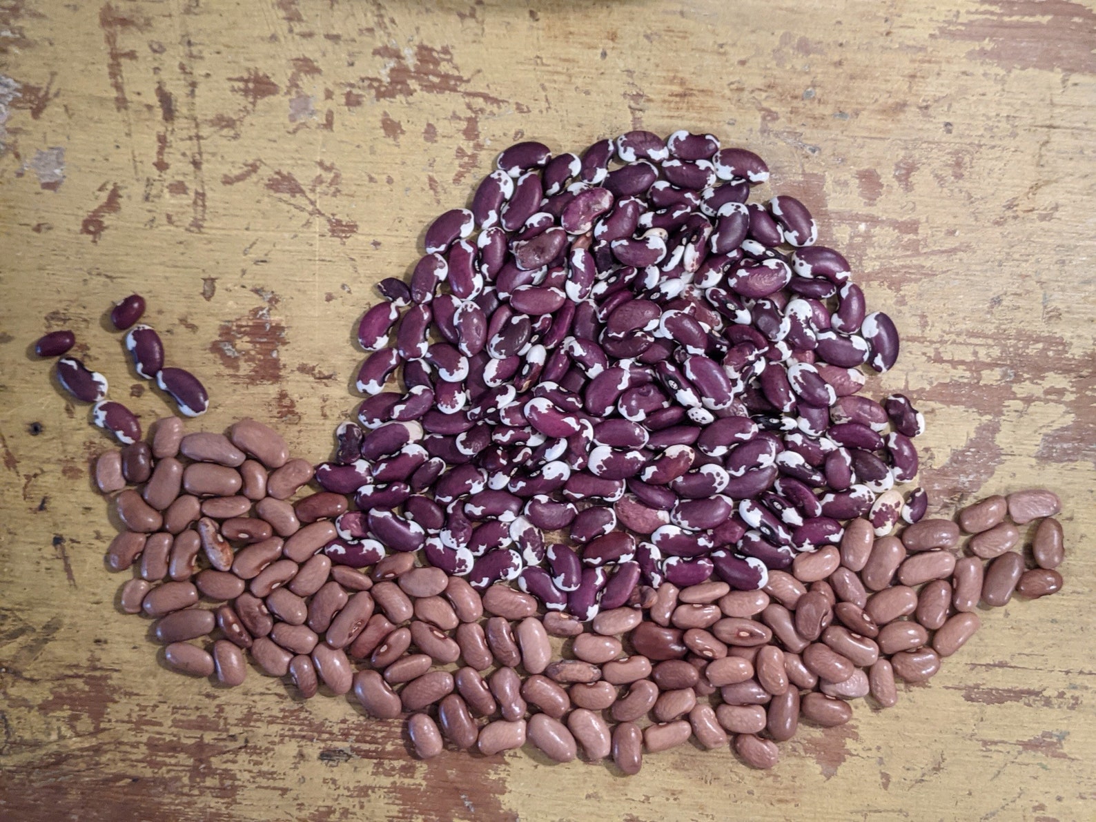 1500 Year old Cave Bean Seeds Organic Heirloom Pole Bean | Etsy
