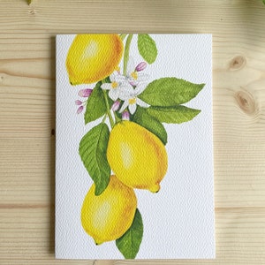 Tarjeta de felicitación con acuarela de limón / Ilustración botánica de cítricos / Interior en blanco / Tarjeta artística A6