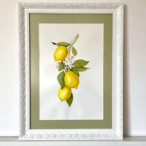 Original Lemons Watercolor Painting | Hand-Painted Botanical Art | Framed Citrus Kitchen Wall Decor | Watercolour painting