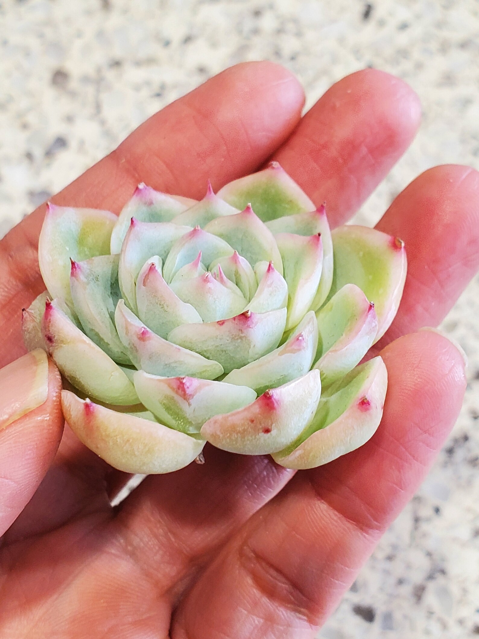 Korean Echeveria X/ Succulent imported | Etsy