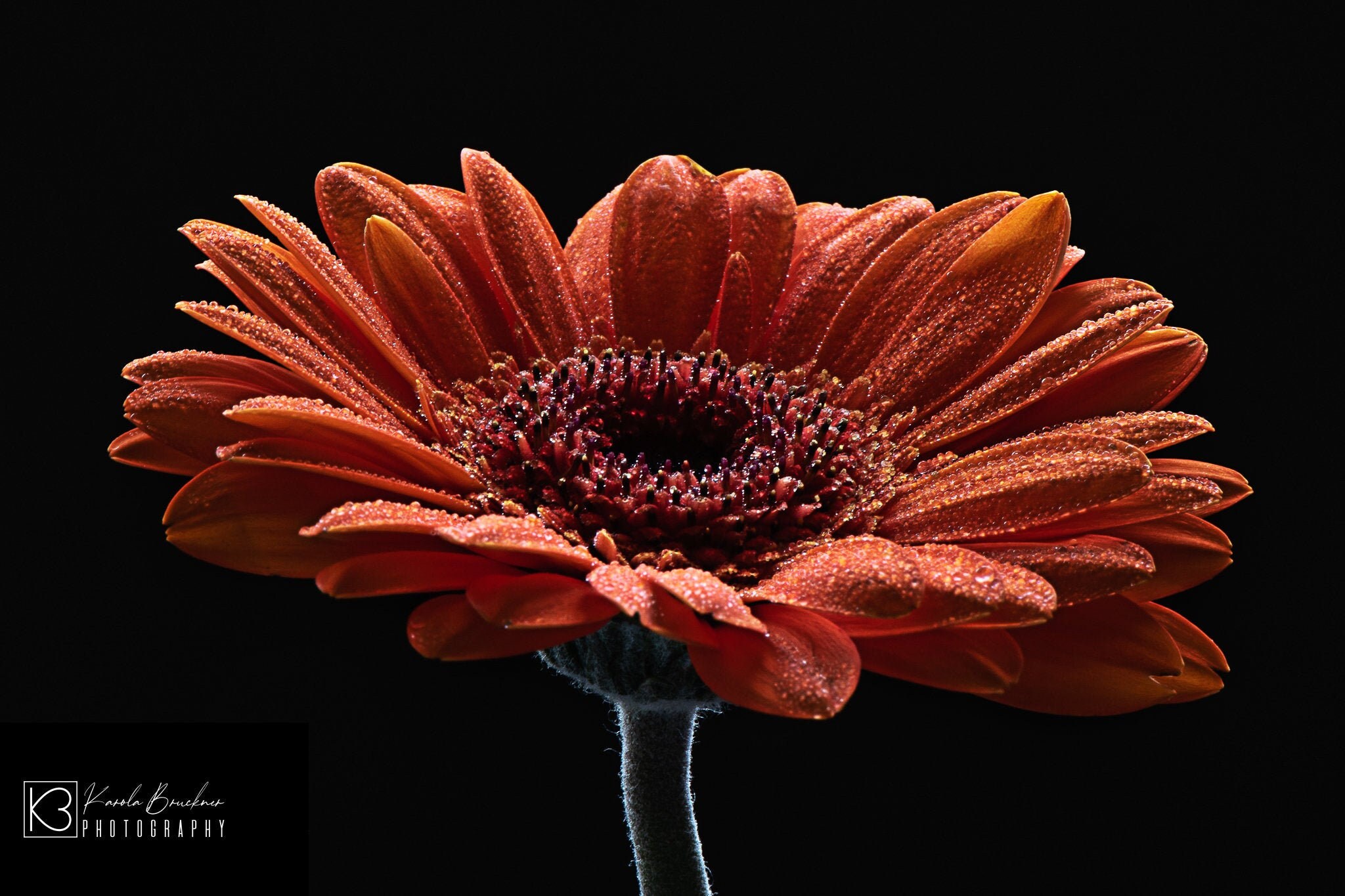 Wall Art Orange Flower Canvas Home Office Art Fine Art Etsy France