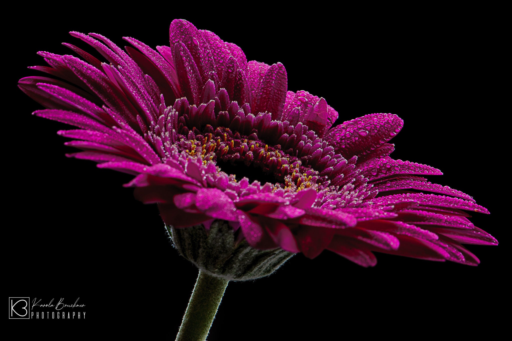 Wall Art Purple Flower Canvas Home Office Art Fine Art Etsy France