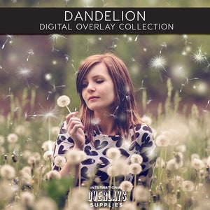 DANDELION, Spring photoshop overlays, dandelion seeds, overlay, dandelion overlays, blowing, dandelion flowers, realistic, photoshop overlay