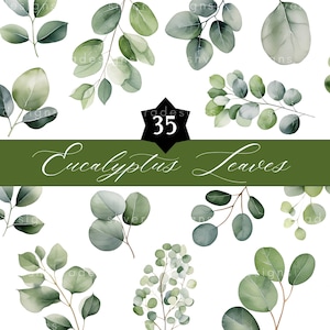 35 Watercolor Eucalyptus leaves botanical digital clipart set, Png botanical bundle, greenery clipart, Printable wedding card, invitation