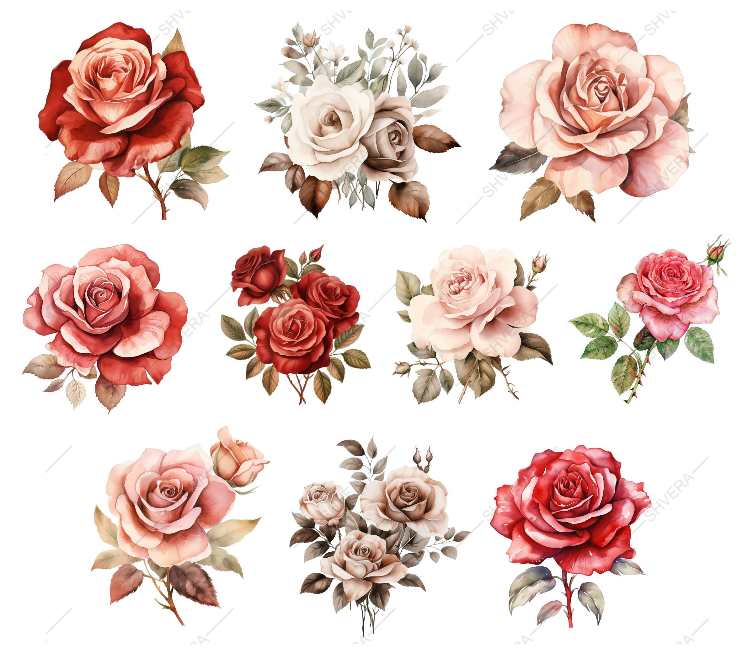 30 Watercolor Roses Digital Clipart Set, Png Watercolor Flower Set ...