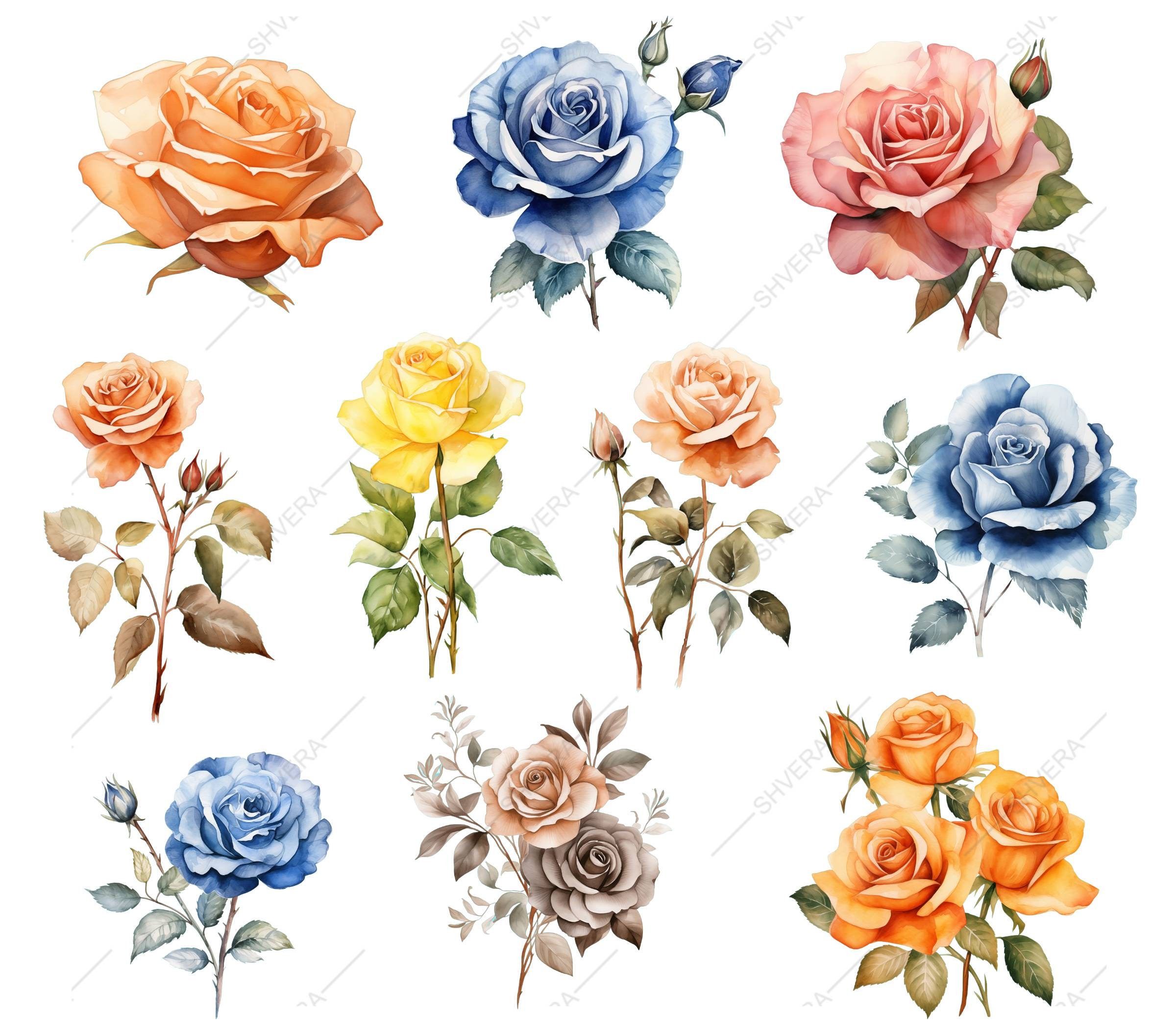 30 Watercolor Roses Digital Clipart Set, Png Watercolor Flower Set ...